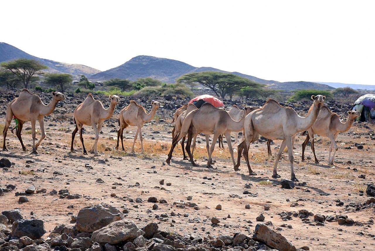 肯尼亚北部马萨比特（Marsabit）附近的骆驼群。马萨比特是肯尼亚骆驼奶出口愿景所寄望的牧区之一。
