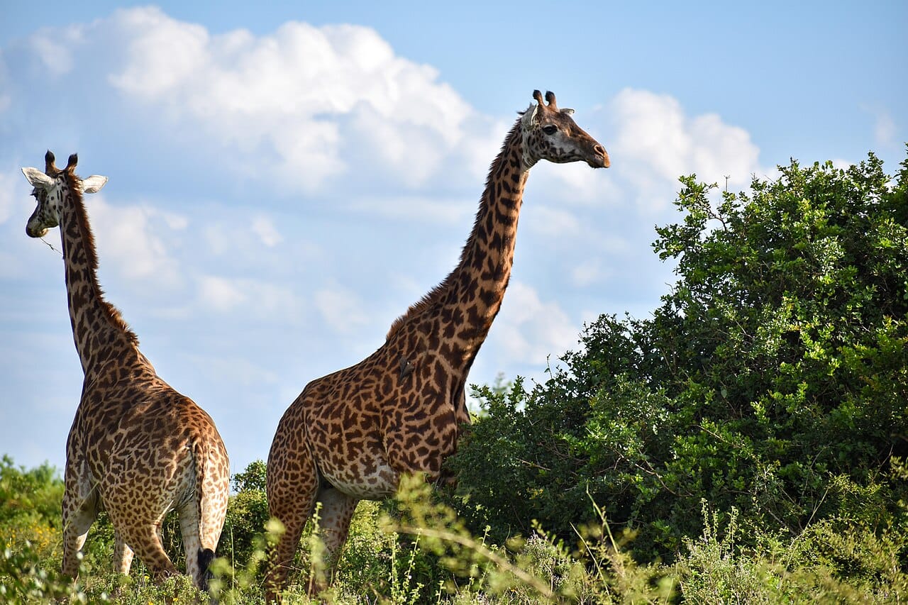 内罗毕国家公园（Nairobi National Park）内的长颈鹿。该公园的黑犀牛保护区是肯尼亚野生动物管理局新推出的KenyaLIVE直播的重点内容之一。