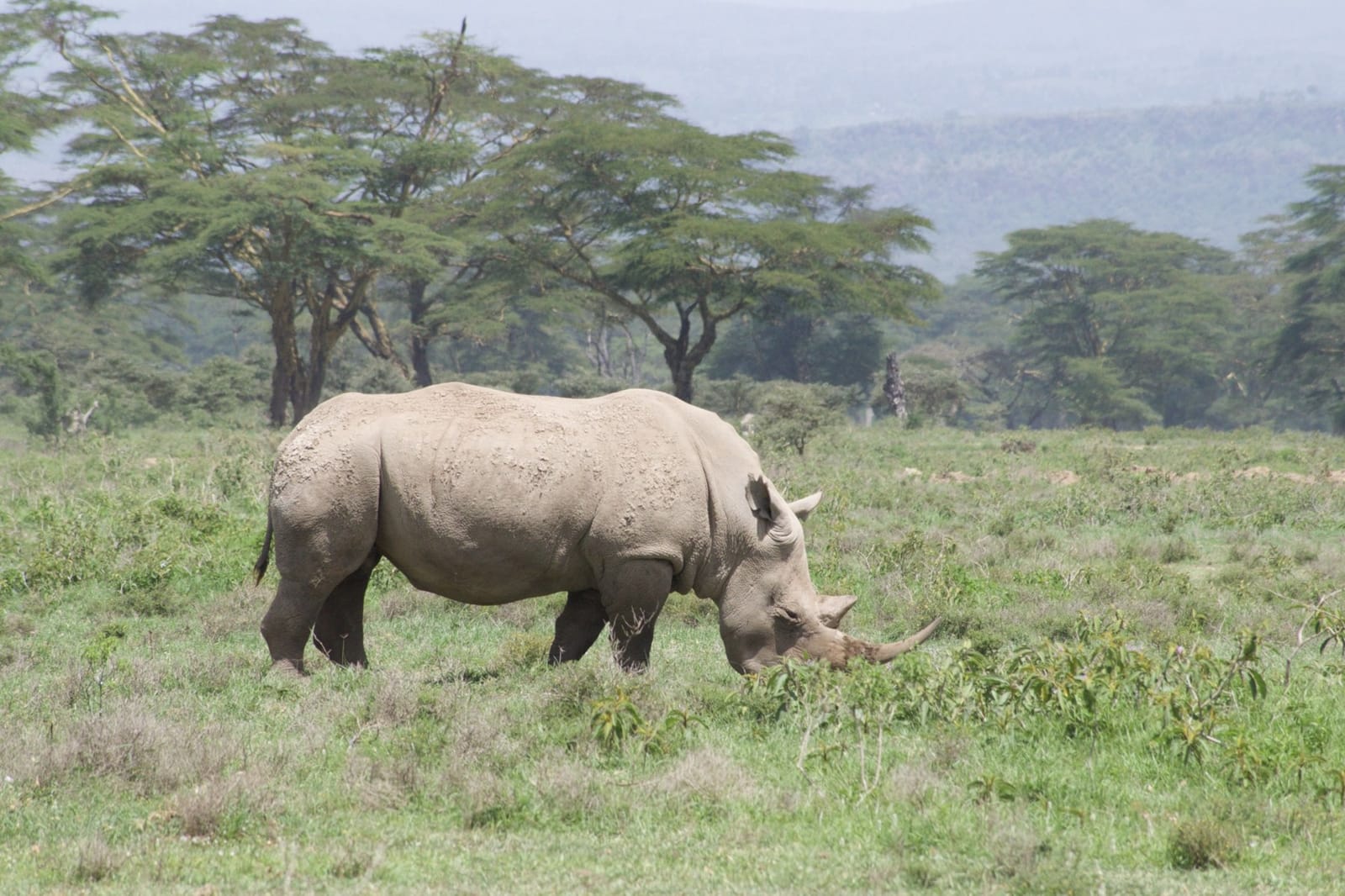 A white rhino grazing among acacia trees at Lake Nakuru National Park, Kenya (file photo, 2022).