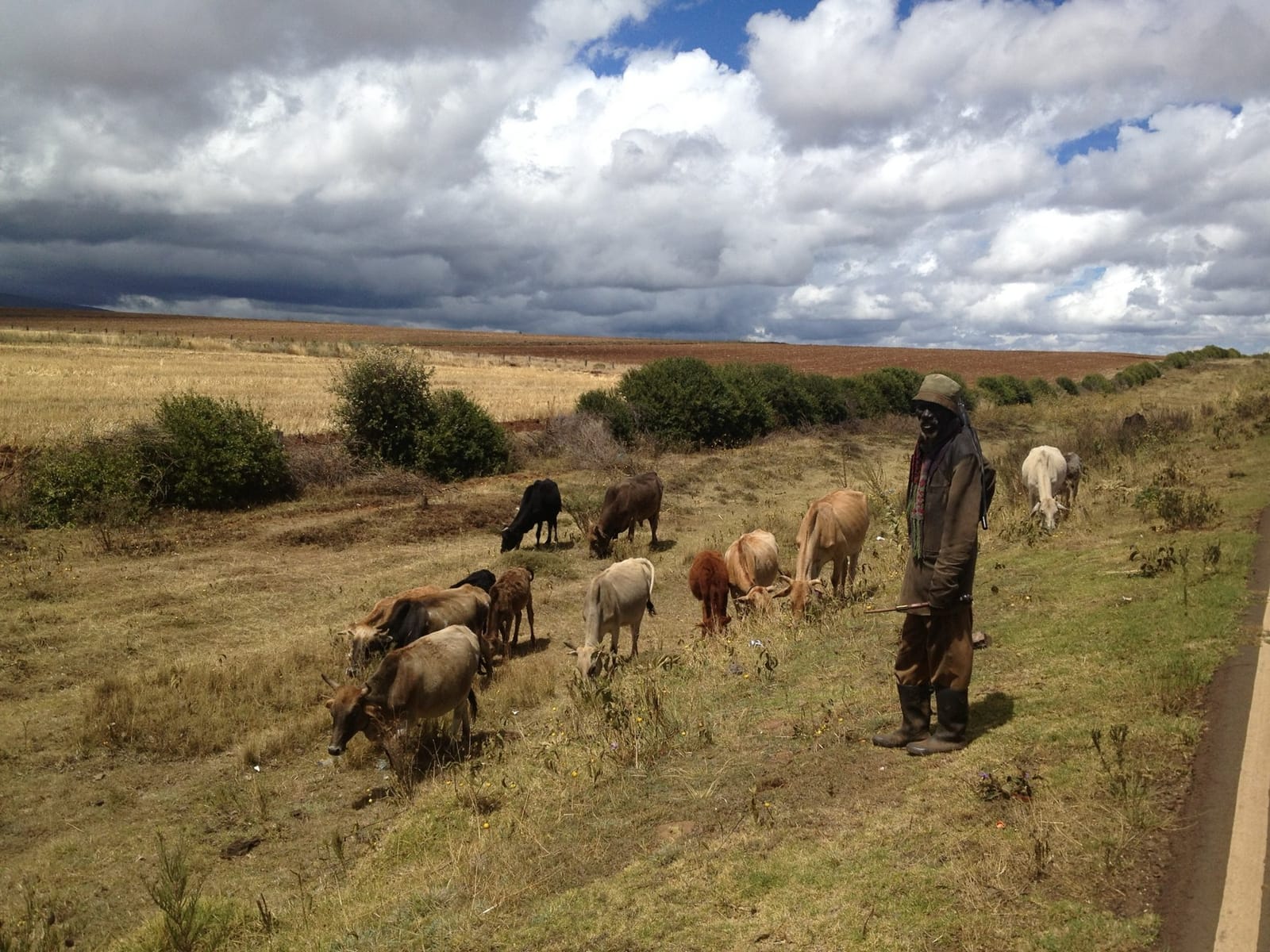 A herder tends cattle on grassland in central Kenya (file photo, 2013).