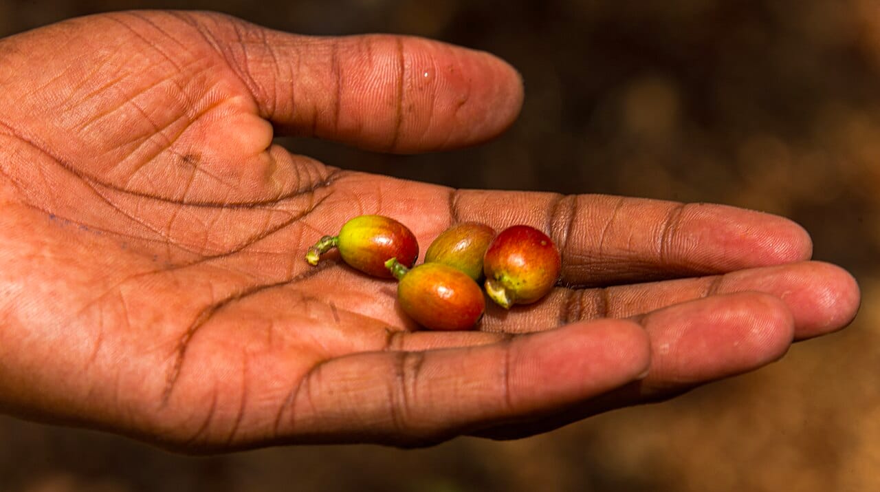 Ripe coffee cherries held by a guide at Fairview Estate, Kiambu, Kenya (file photo, 2025).