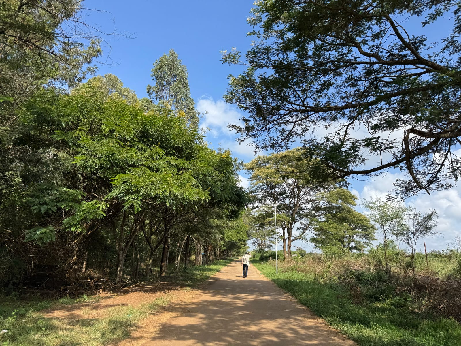 A tree-lined path on the campus of Jomo Kenyatta University of Agriculture and Technology in Juja, Kiambu (file photo, January 2025).