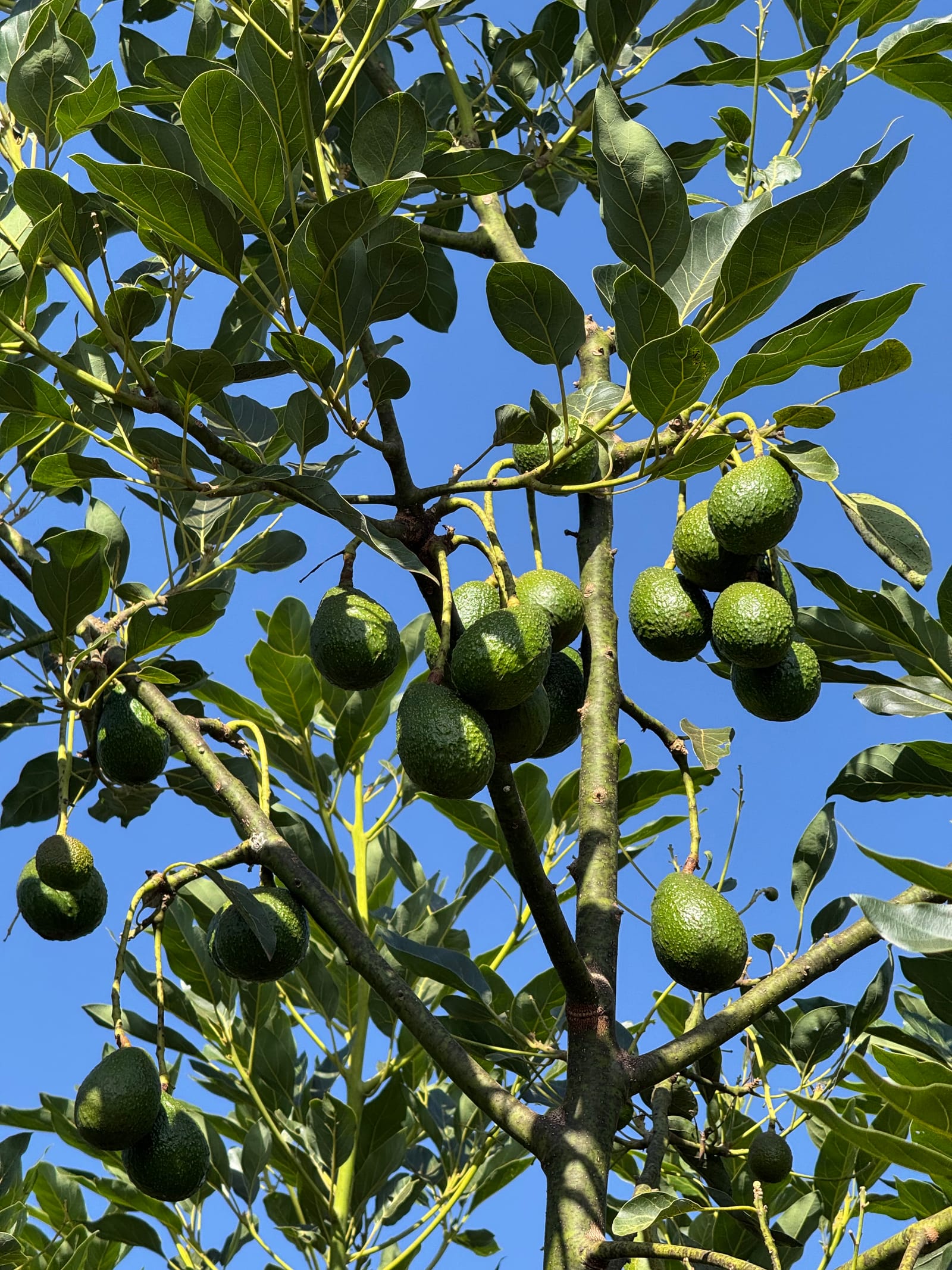 Avocado on the tree