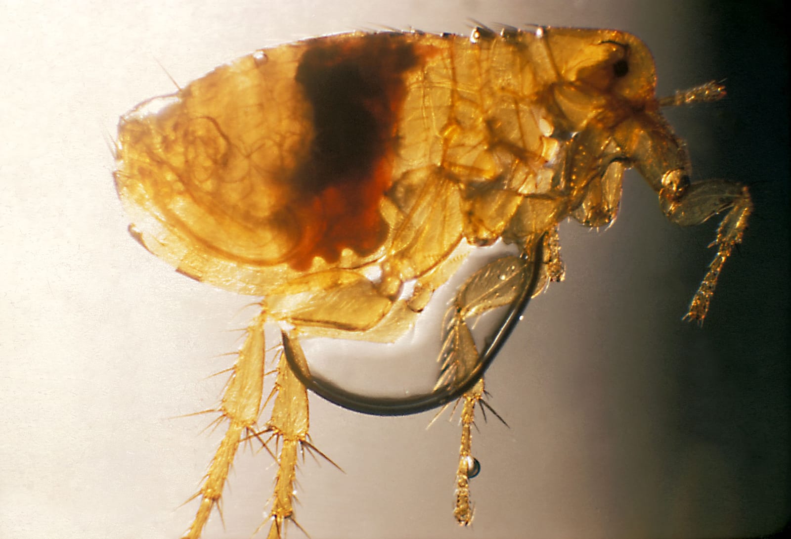 An oriental rat flea (Xenopsylla cheopis), a flea that can carry plague bacteria (file photo, not from Madagascar or this outbreak).