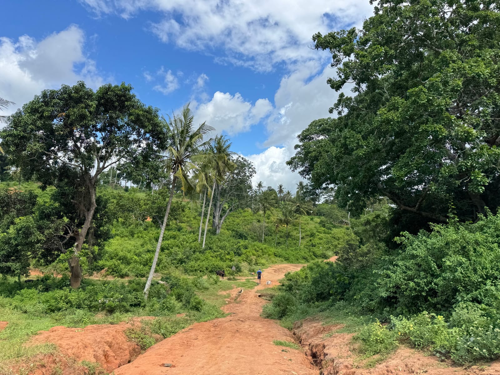A red dirt path through coastal bush and palms in Rabai, Kilifi County (file photo, 2025; not from the festival).