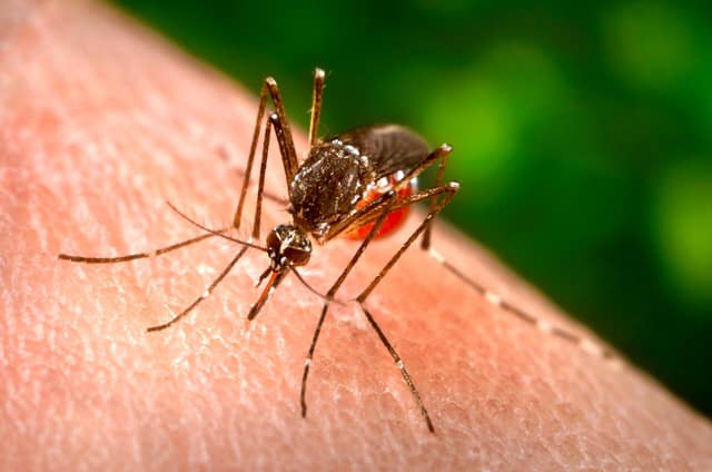 A female Aedes aegypti mosquito, the main carrier of dengue virus, feeding on a hand (file photo, 2006; not taken in Kenya).