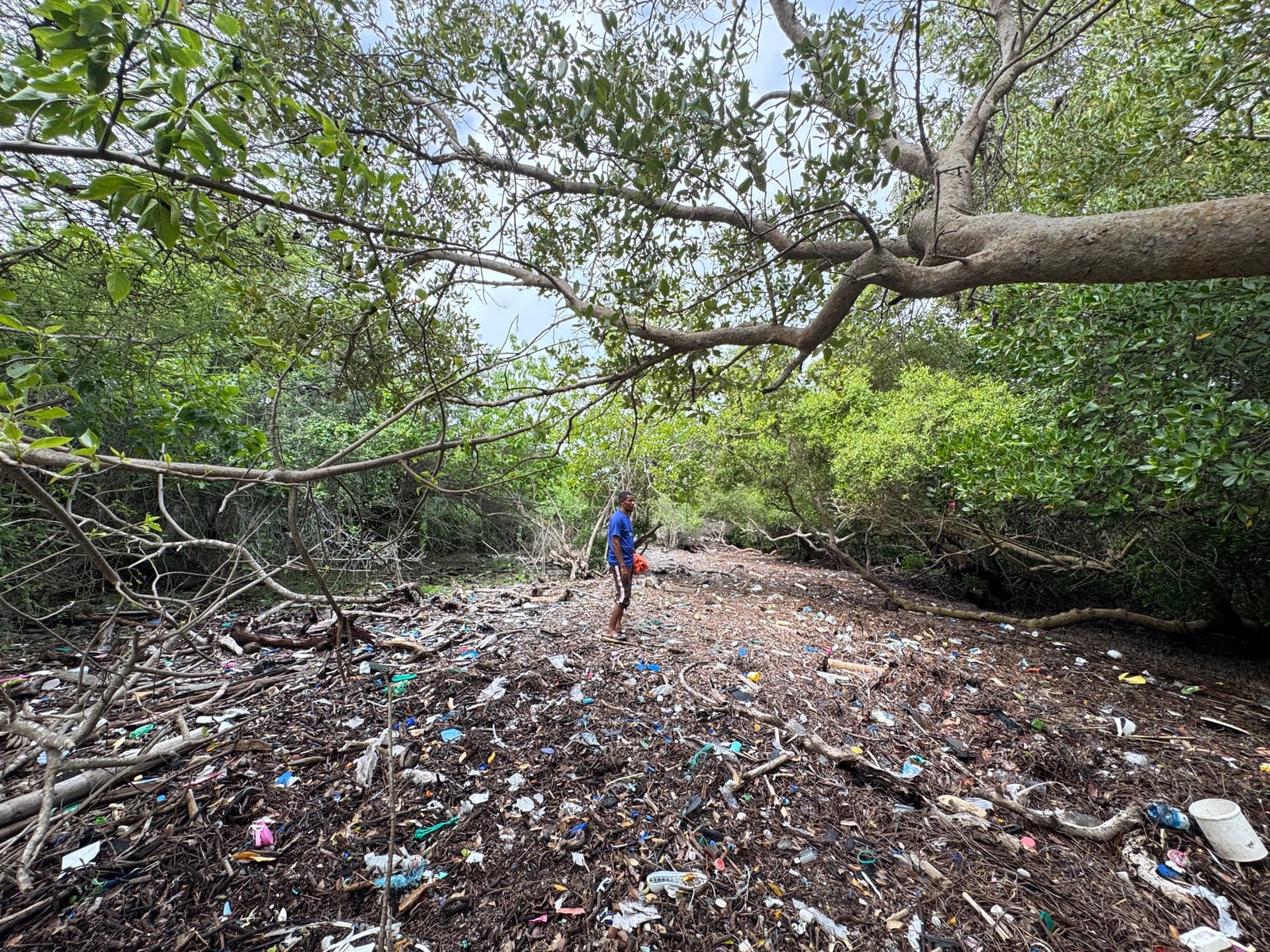 Plastic and other rubbish washed into a mangrove creek in the Lamu archipelago (file photo, June).
