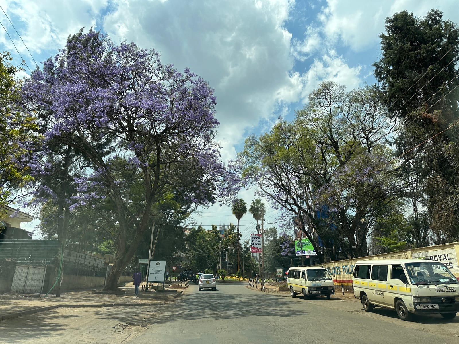 内罗毕韦斯特兰兹奥吉乔路（Ojijo Road）上的蓝花楹（资料图，2023年）。
