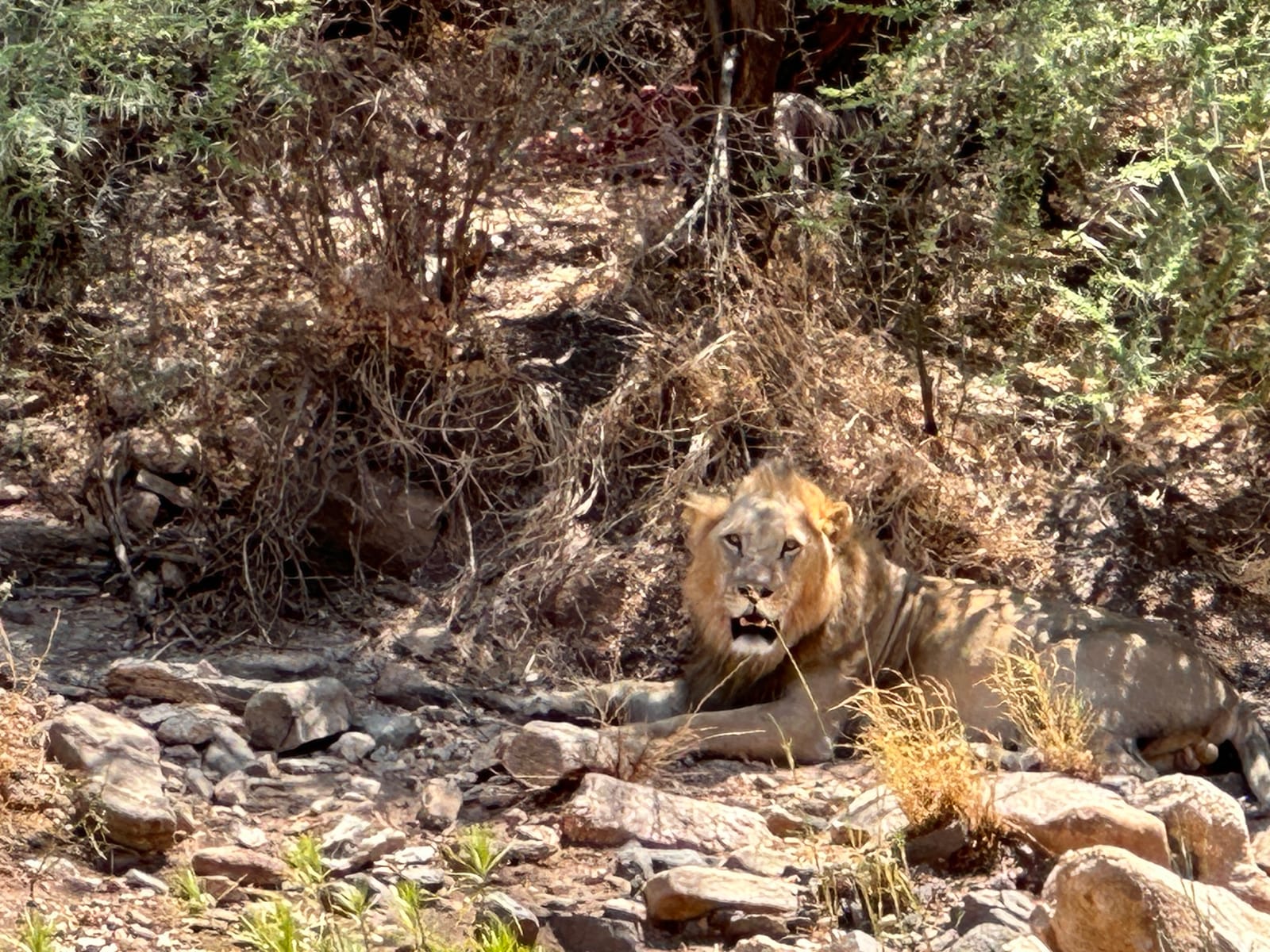 A male lion resting in the shade of bushes in Buffalo Springs National Reserve, Isiolo County, next to Samburu National Reserve (file photo, 2023).